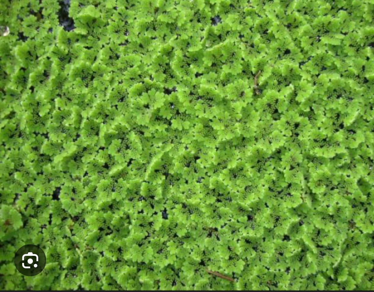 Azolla