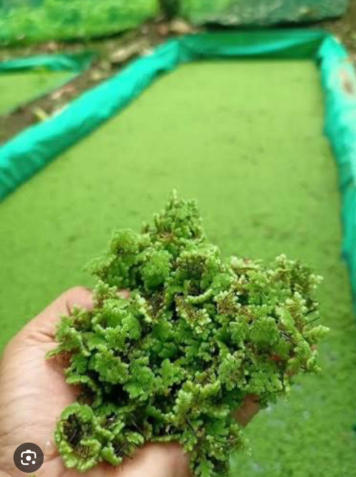 proiect-azolla.html