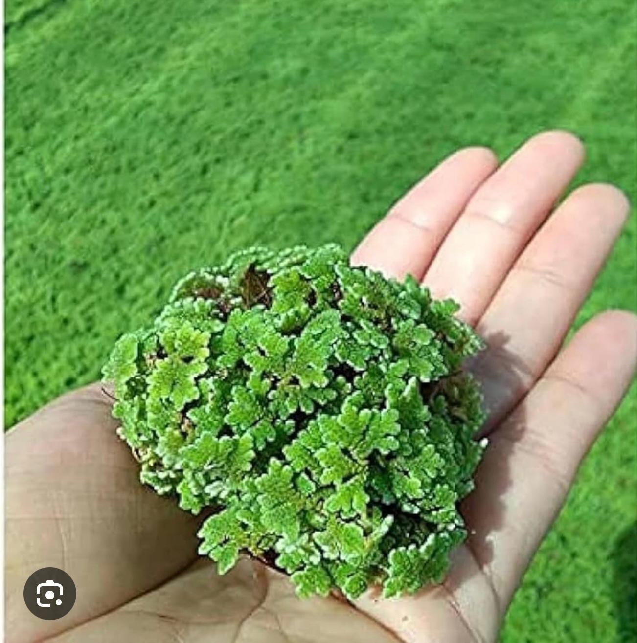 proiect-azolla.html