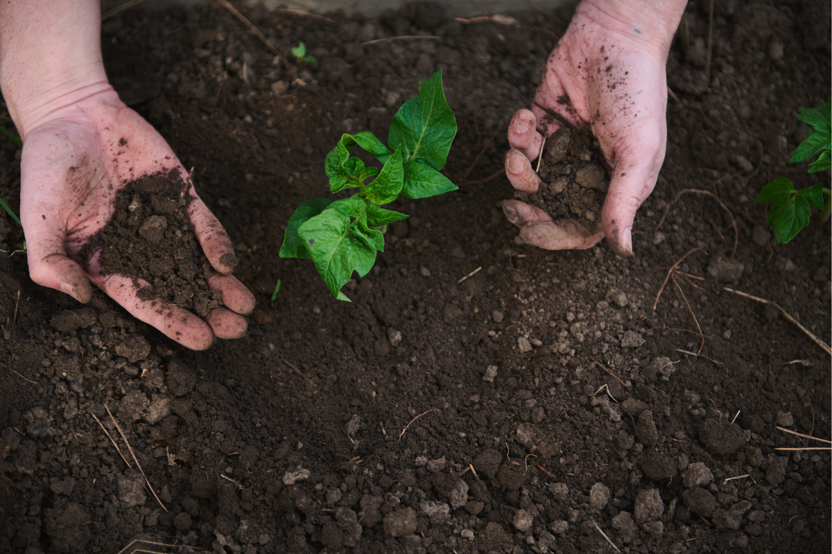 Eco Friendly Organic Agriculture
